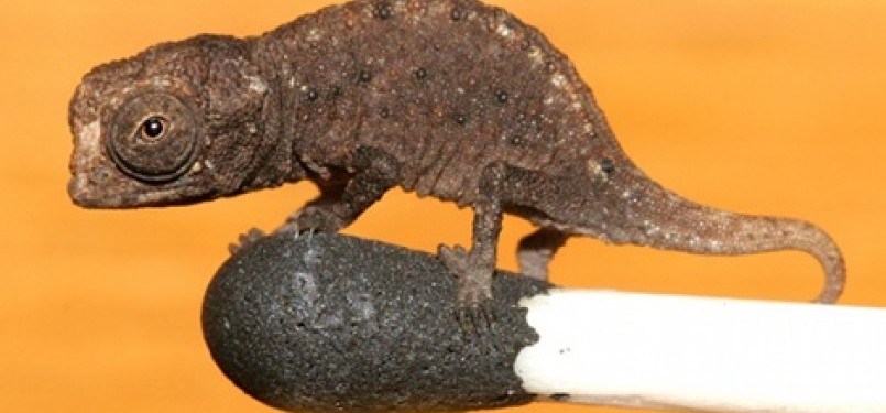 Bunglon Brookesia Micra