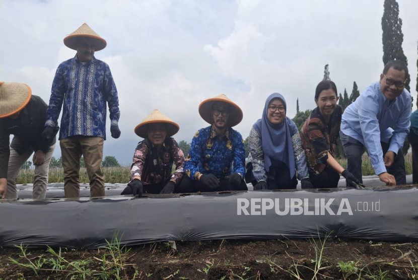 Melihat Potensi Pengembangan Kentang Industri di Bandung Barat
