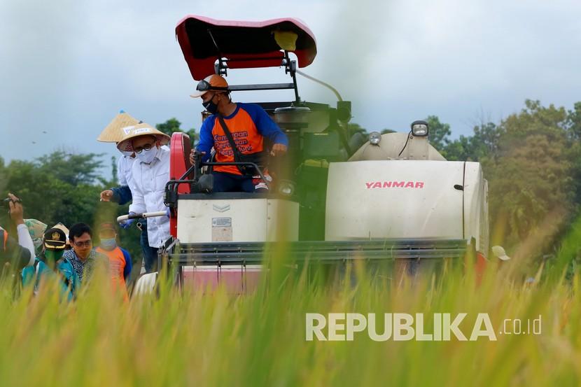 Bupati Banyuwangi Abdullah Azwar Anas (kiri) mengikuti panen padi (ilustrasi). Pemerintah Kabupaten (Pemkab) Banyuwangi, Jawa Timur mencatat adanya pertumbuhan positif pada sektor pertanian selama 2020. 