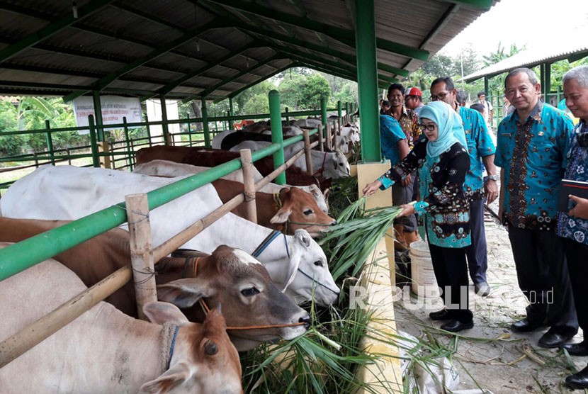 Bupati Indramayu, Anna Sophanah, memberi makan ternak sapi yang dihadirkan dalam Kontes Ternak Sapi Potong di Dinas Peternakan dan Kesehatan Hewan Kabupaten Indramayu, Kamis (9/11). Pemenuhan kebutuhan sapi di Jabar dan Indramayu selama ini sebagian besar di pasok dari luar daerah. 