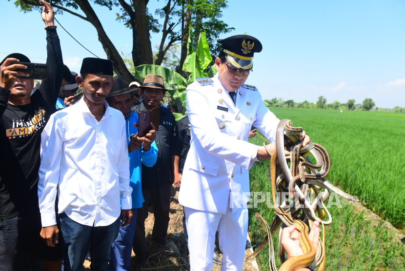 Bupati Indramayu, Lucky Hakim melepaskan ratusan ekor ular ke areal persawahan untuk mengatasi serangan hama tikus, Ahad (17/8/2025). 