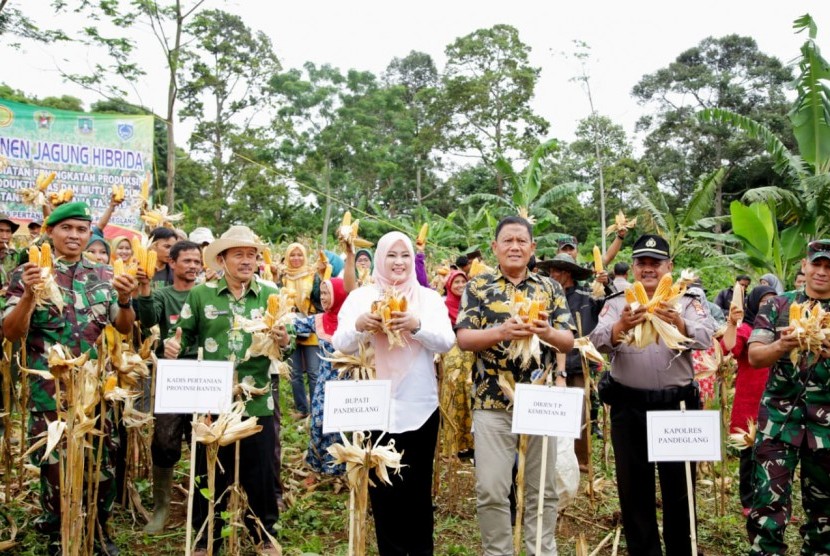 Bupati Pandeglang Irna Narulita saat panen jagung di Kabupaten Pandeglang, Banten.