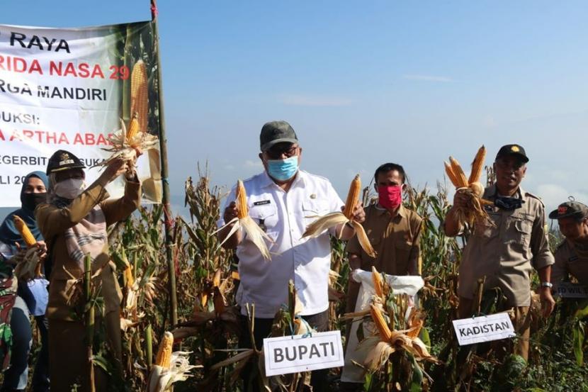 Bupati Sukabumi Marwan Hamami mengikuti panen jagung di Kecamatan Gegerbitung, Kabupaten Sukabumi, pada Selasa (21/7)