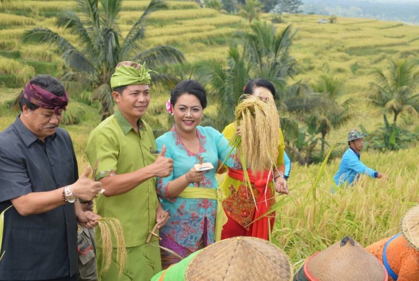 Bupati Tabanan, Ni Putu Eka Wiryastuti, (3) Kepala Badan Pengelola Daerah Tujuan Wisata Jatiluwih, I Nengah Surtirtayasa, saat menunjukan hasil padi khas Jatiluwih di kawasan wisata Jatiluwih, Kecamatan Panebel Kabupaten Tabanan. Jum’at (16/6).