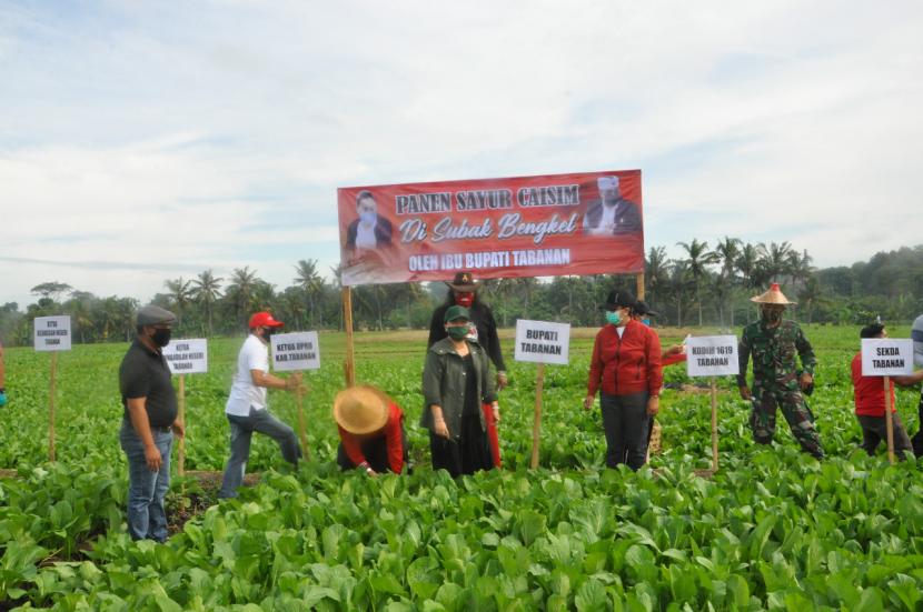 Bupati Tabanan Ni Putu Eka Wiryastuti Menghadiri Acara Panen Sayur, Sebuah Gerakan Untuk Membantu Masyarakat Tabanan yang Terkena Dampak Covid 19 di Desa Bengkel, Kabupaten Tabanan, Bali, Rabu (27/5).