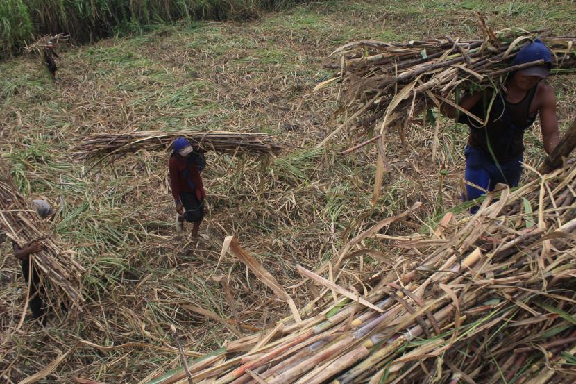 Buruh angkut menaikkan tebu ke atas truk di Kecamatan Diwek, Kabupaten Jombang, Jawa Timur, Rabu (10/8/2022). Kementerian Perindustrian (Kemenperin) fokus mendorong peningkatan produktivitas dan pengembangan industri gula.