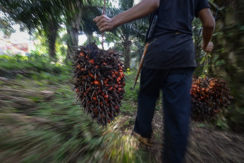 Buruh kerja memanen kelapa sawit di Desa Sukasirna, Cibadak, Kabupaten Sukabumi, Jawa Barat, Jumat (13/7). 