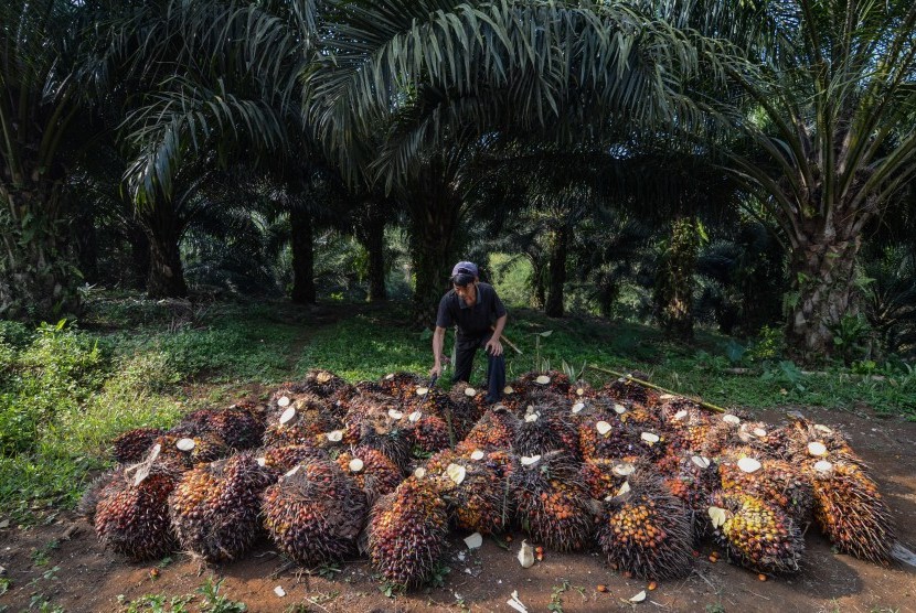 Buruh memanen kelapa sawit. ilustrasi
