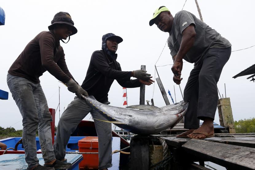 Buruh membongkar muat ikan tuna sirip kuning kualitas ekspor hasil tangkapan nelayan (ilustrasi).