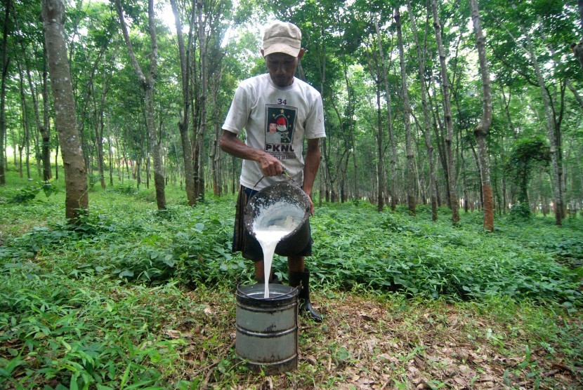 Buruh menuangkan getah karet hasil sadapan ke dalam ember di Hutan Karet Tuntang, Kabupaten Semarang, Jawa Tengah, Kamis (4/2). 