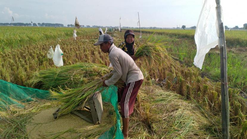 Buruh panen padi memanen padi di Blok Ki Buyut Depong, Desa Terusan, Kecamatan Sidang, Kabupaten Indramayu, Provinsi Jabar,  Sabtu (28/3). Untuk tiap satu karung gabah kering hasil panen dengan berat 55 kg, para buruh panen padi ini menerima upah sebesar Rp. 264 ribu.