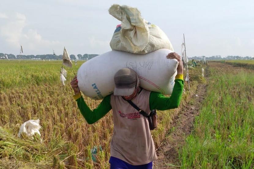 Harga gabah kering panen (GKP) baik di tingkat petani maupun penggilingan di sentra produksi padi di Lampung masih tinggi pada Maret 2020. Harga GKP tertinggi di tingkat petani Rp 5.600 per kg, sedangkan tertinggi di tingkat penggilingan Rp 5.700 per kg.