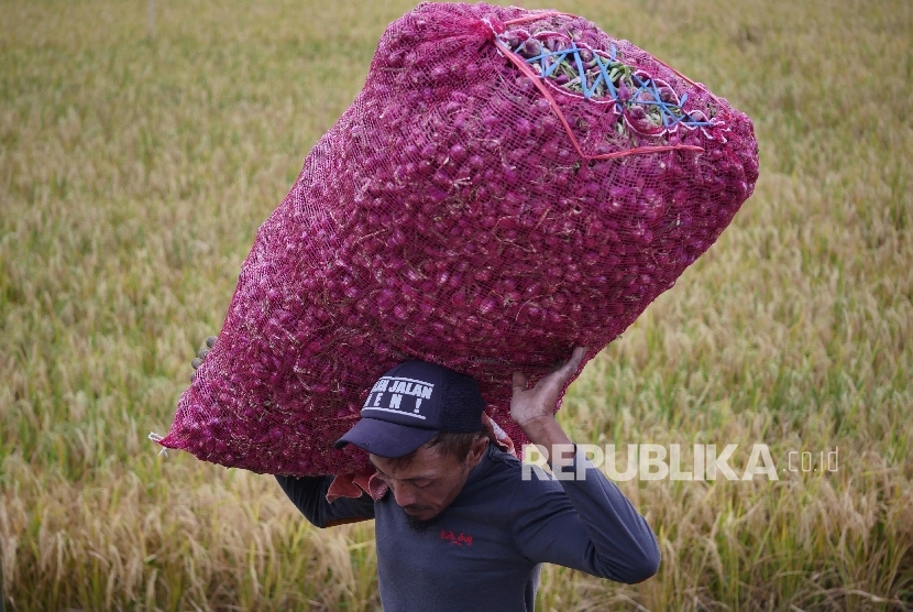 Ilustrasi hasil panen bawang merah di Pejagan, Brebes, Jawa Tengah.