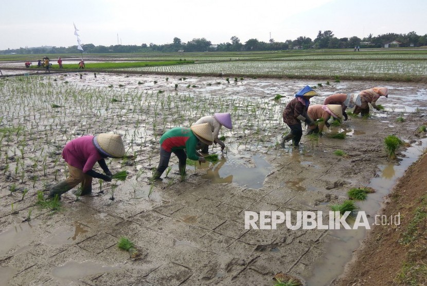 Buruh tani di Desa Kalijati, Kecamatan Jatisari, Karawang, sedang tanam (tandur) padi. musim hujan memang menjadi tantangan yang harus diantisipasi petani. Terlebih di daerah-daerah yang rawan banjir yang kerap menjadi langganan di sejumlah titik di Karawang setiap tahunnya.