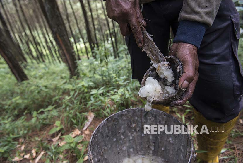 Buruh tani melakukan penyadapan getah dari pohon pinus di Cikalongwetan, Kabupaten Bandung Barat, Jawa Barat, Senin (8/1). Getah pinus yang biasa digunakan sebagai bahan baku cat, kosmetik, bahan dasar aneka industri, farmasi dan pengobatan ini dijual Rp3.400 per kilogram. 