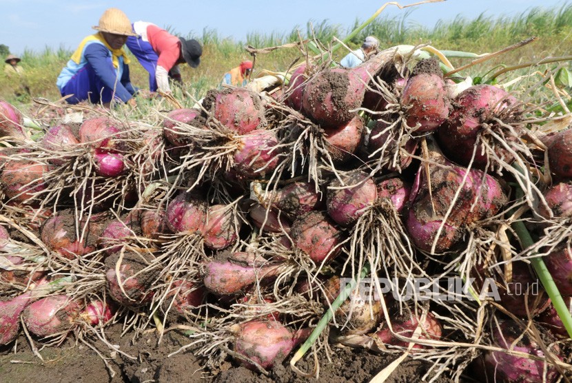 Buruh tani memanen bawang merah di area persawahan Desa Paron, Kediri, Jawa Timur, Kamis (25/7/2019). 