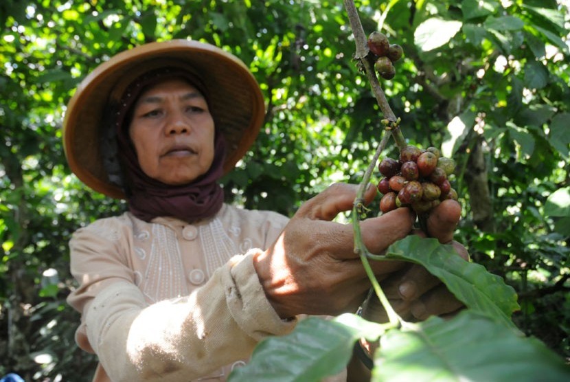 Buruh tani memanen kopi di perkebunan milik PTPN IX, Bawen, Kabupaten Semarang, Jawa Tengah.  (Aditya Pradana Putra/Republika)