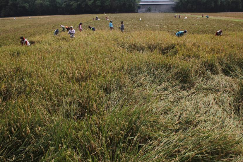 Buruh tani memanen padi di areal persawahan Mojowarno, Kabupaten Jombang, Jawa Timur. 