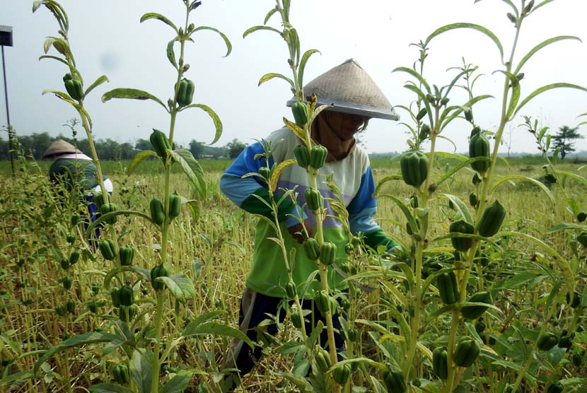 Buruh tani memanen wijen di areal persawahan Desa Peterongan, Jombang, Jawa Timur, Kamis (298/10).