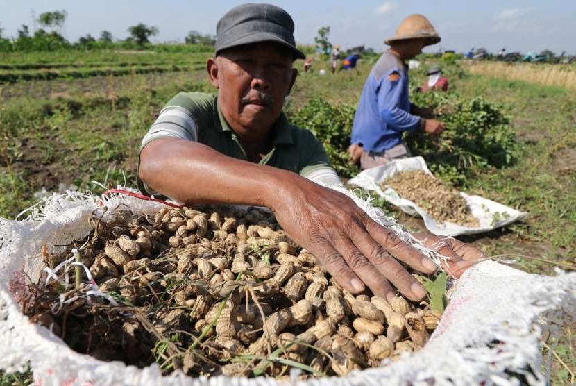 Buruh tani memasukan kacang tanah ke dalam karung usai dipanen.