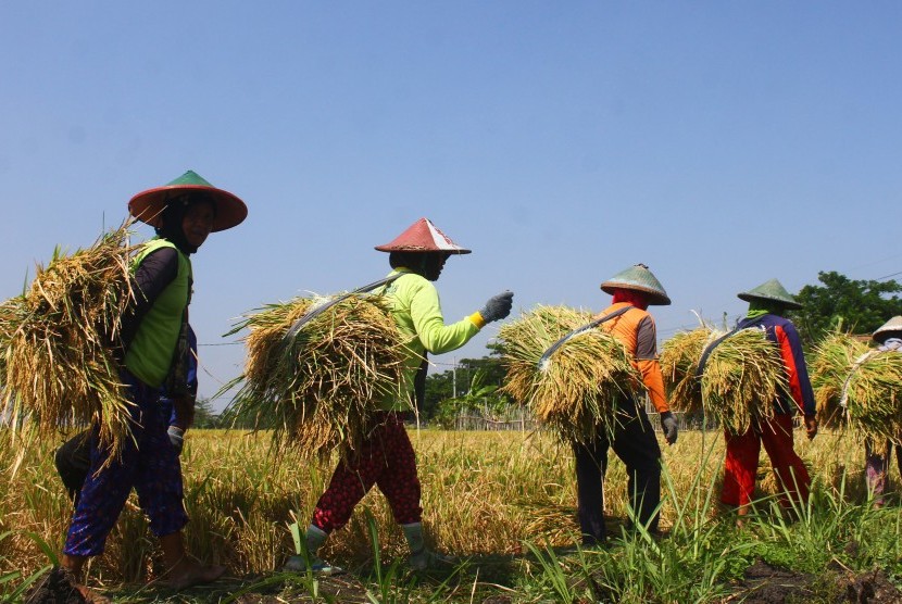 Buruh tani membawa padi saat musim panen terakhir tahun 2018 di Kasreman, Ngawi, Jawa Timur, Selasa (23/10/2018). 