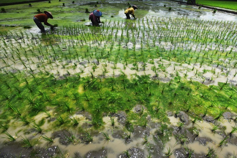 Buruh tani menanam bibit padi di area persawahan di Surabaya, Jawa Timur, Rabu (30/3). 