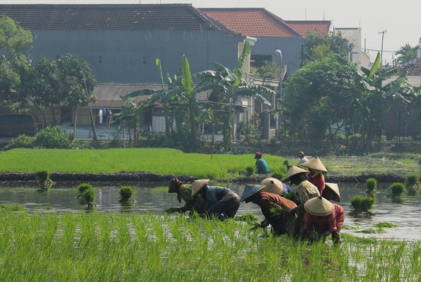 Kementan Lahan Pertanian  di Sumsel Belum Diolah Maksimal 