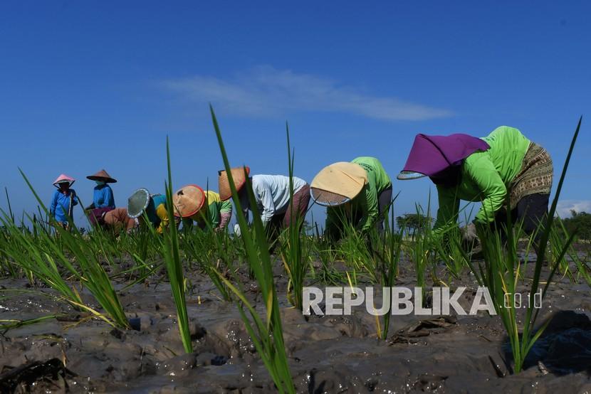Buruh tani menanan bibit padi di Desa Sidomulyo, Sawahan, Kabupaten Madiun, Jawa Timur (ilustrasi).