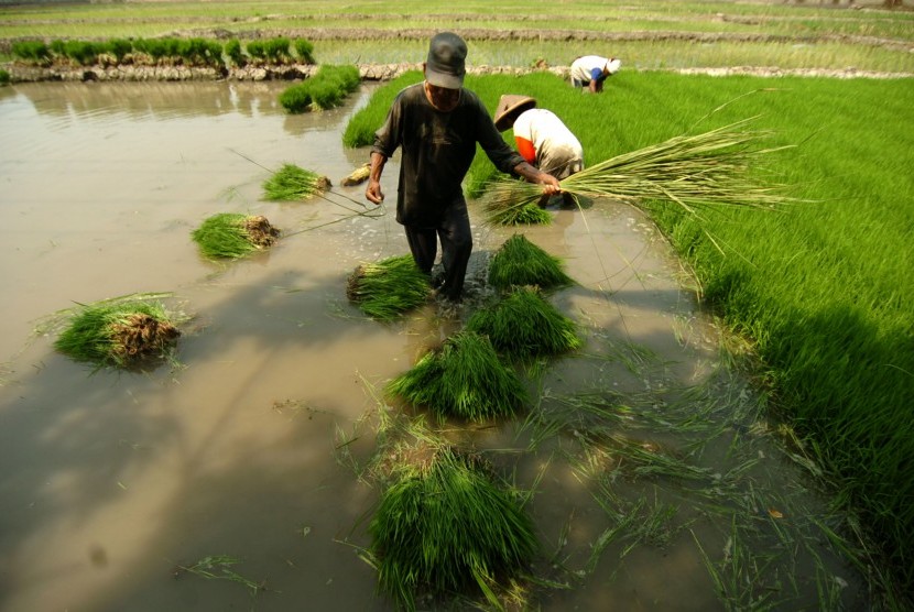 Buruh tani mengambil benih padi untuk ditanam di areal sawah Desa Pesarean, Kabuparen Tegal, Jawa Tengah.