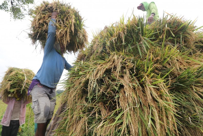 Produksi Beras Nasional: Buruh tani mengangkut padi ke dalam truk usai dipanen di area persawahan Desa Sekaran, Kediri, Jawa Timur, Senin (4/3/2019).