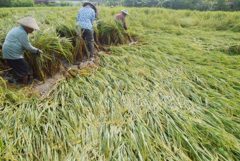 Buruh tani mengikat dan menegakkan tanaman padi yang roboh akibat diterjang angin di Desa Metesih, Kecamatan Jiwan, Kabupaten Madiun, Jawa Timur, Selasa (1/3).