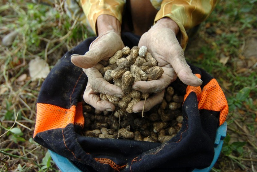 Buruh tani menunjukkan kacang tanah usai panen di areal persawahan Desa Harjosari, Kabupaten Tegal, Jawa Tengah, Kamis (20/6/2019). 
