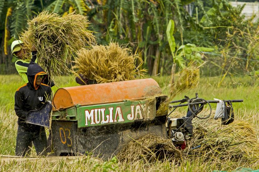 Buruh tani merontokkan padi hasil panen di areal persawahan. Pemerintah Provinsi Sumatra Utara pada 2022 menargetkan produksi padi sebanyak 3,98 juta ton gabah kering giling (GKG).