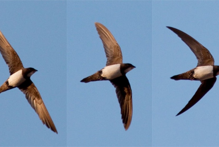 Burung alpine swifts