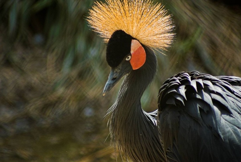 Burung asal Afrika, Crowned Crane