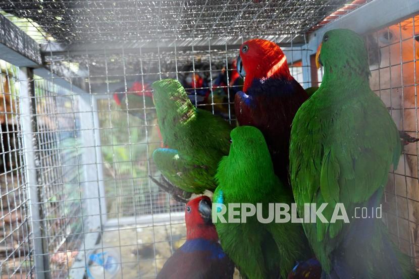 Burung Bayan (Eclectus Roratus) merupakan salah satu satwa yang dilindungi