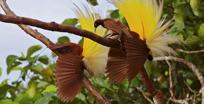 Burung cenderawasih dilepasliarkan di hutan Papua.