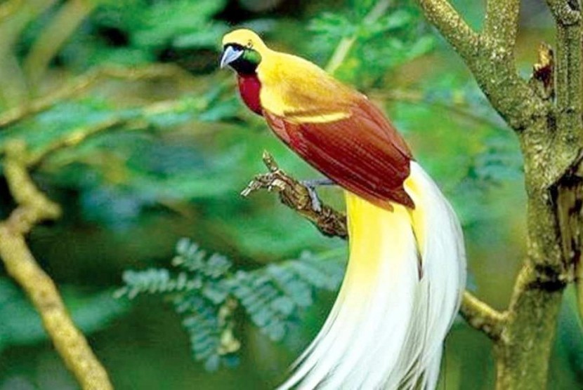 Burung cendrawasih merupakan hewan langka yang berasal dari daerah