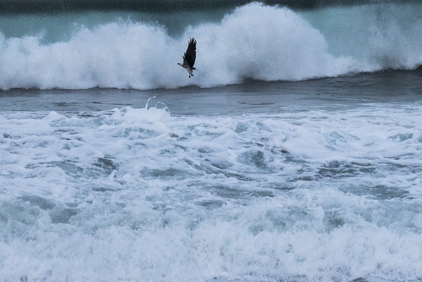 Burung Elang laut perut putih mencari makan di pesisir pantai Sukamade, Taman Nasional Meru Betiri (TNMB), Banyuwangi, Jawa Timur, Senin (25/6). 