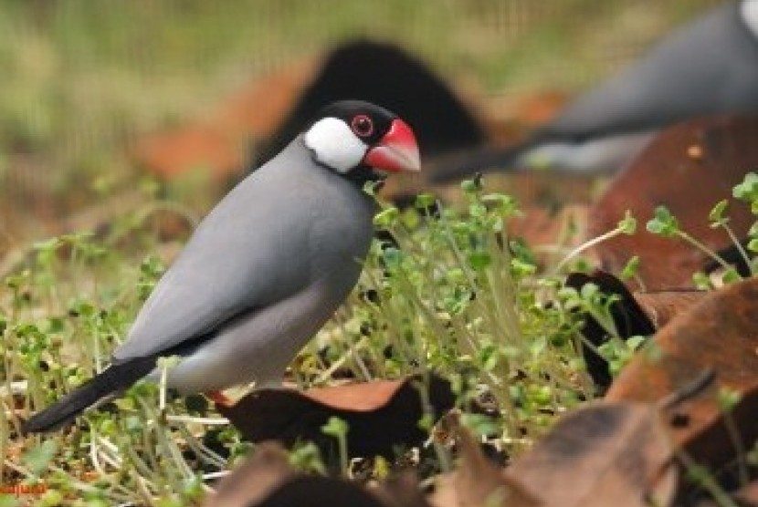 Burung Terunik Di Indonesia: Kenali Lebih Dekat Burung Gelatik
