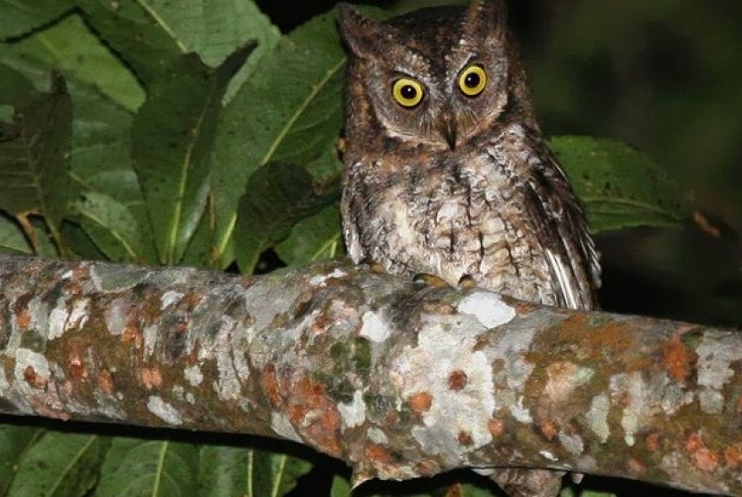 Burung Hantu Rinjani Scops.