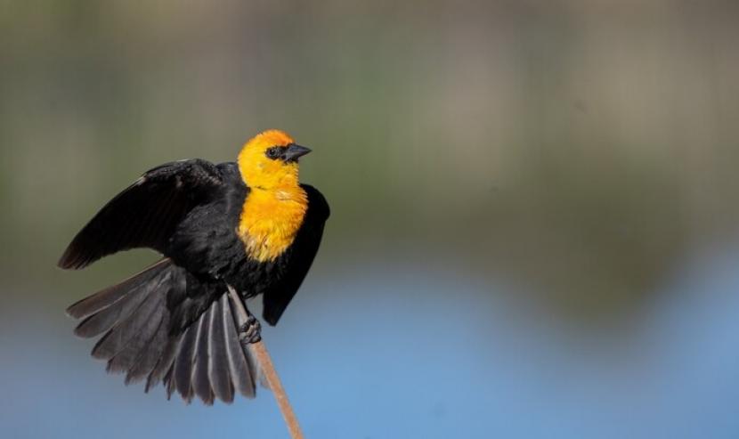Burung hitam berkepala kuning