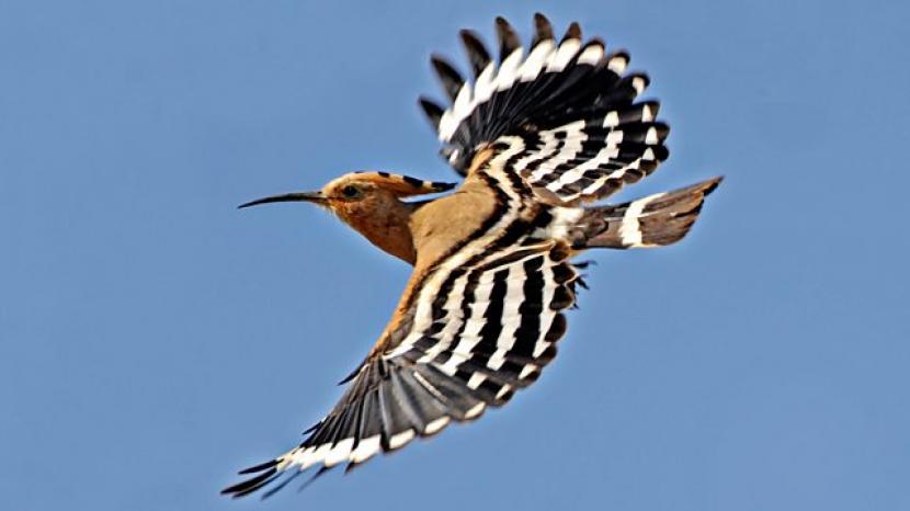 Burung hud-hud. Burung hoopoe atau burung hud-hud secara khusus disebutkan dua kali dalam Surat An-Naml. Mengulik Burung dalam Alquran, Burung Hud-Hud