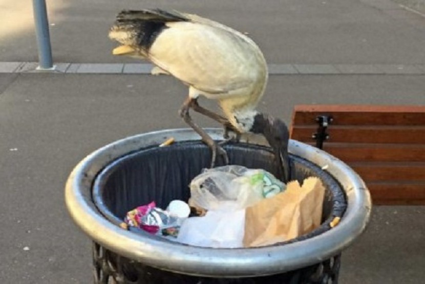 Burung Ibis mengais makanan di keranjang sampah manusia