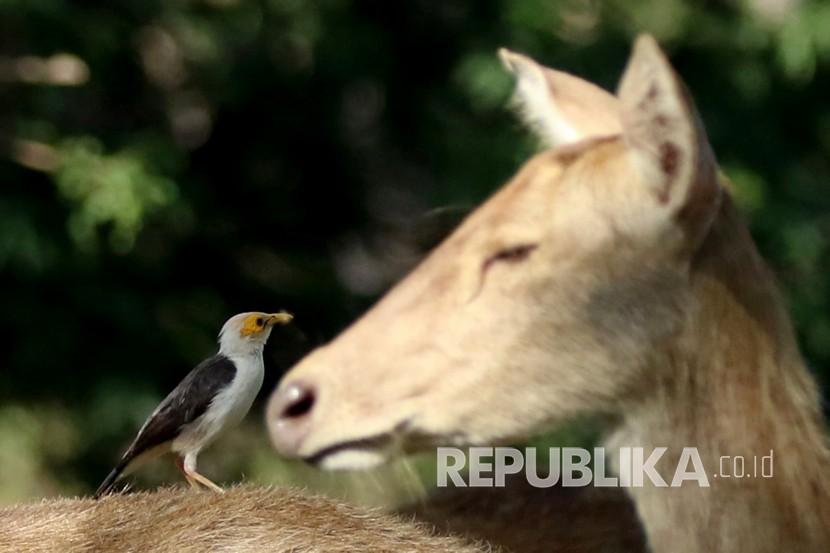Burung Jalak Putih Blambangan (acridotheres tricolor) bersama rusa timor (cervus timorensis), (ilustrasi).