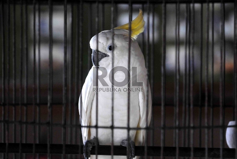 Burung Kakatua Jambul Kuning miik warga yang berada di Posko Save Kakatua Jambul Kuning di kantor kementrian lingkungan hidup dan kehutanan, Jakarta, Ahad (10/5). 