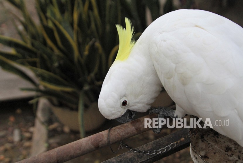 Burung Kakatua Putih (ilustrasi). Ditpolairud Polda Metro Jaya menyita kakatua putih dan hewan-hewan lainnya dari penyelundup dan diserahkan ke BKSDA.