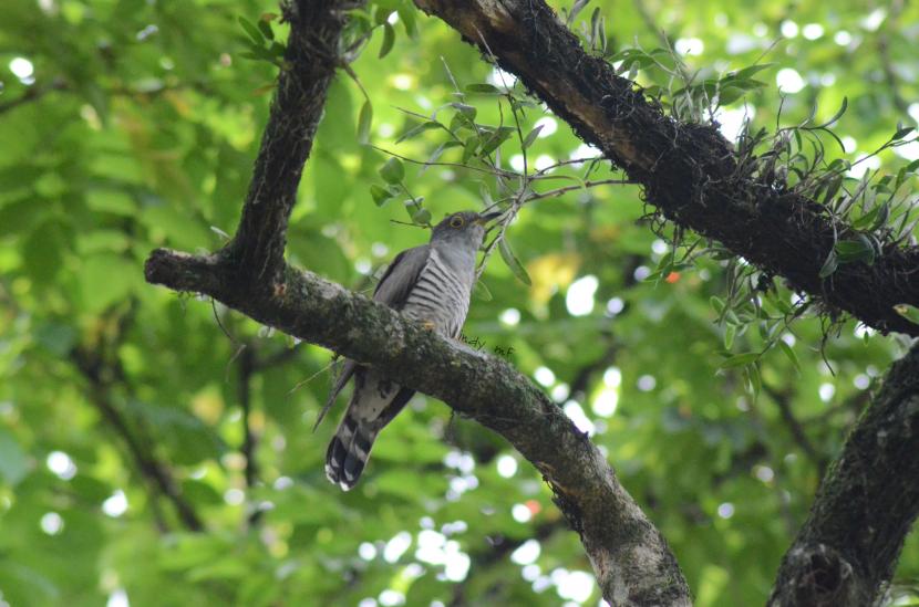 Kampus IPB University di Dramaga, Bogor, dikunjungi burung-burung yang bermigrasi, salah satunya burung Kangkok Erasia.