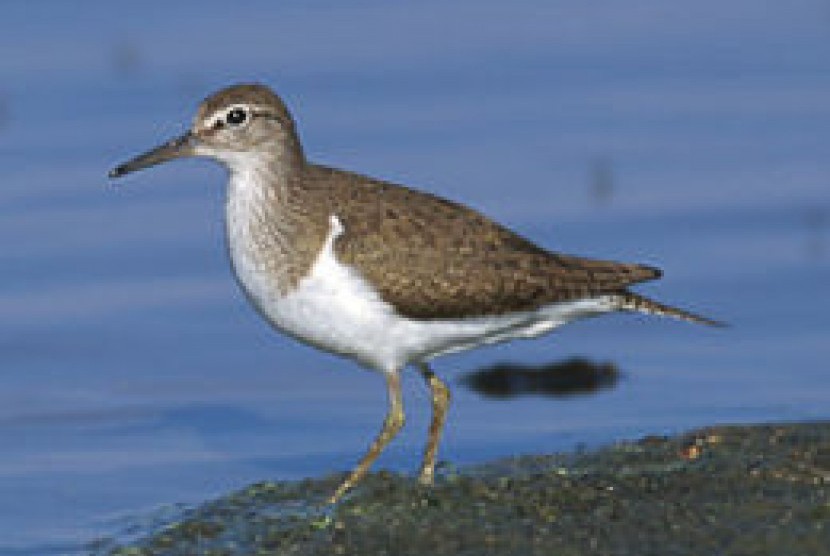 Burung Kedidi