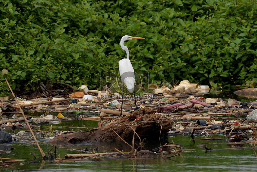 Burung Kuntul Besar (Egretta alba) saat mencari makan dari sisa-sisa sampah yang dibuang di bagian hulu Kali Angke.